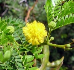 Vachellia karroo Cape Thorn Tree